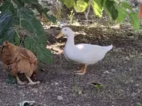 Ducks — फ़ोटो 1