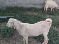 Ешкі, Nubian Goat — 8-сурет