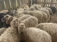 Sheep (batch, sex not specified), Suffolk sheep — photo 2