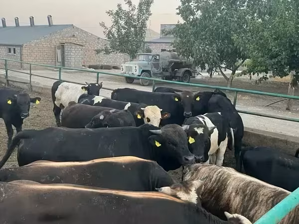 Bull, Cattle — Armenia