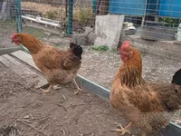 Chickens — 2-сурет