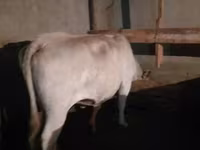 Cow, Auliekol breed — photo 4
