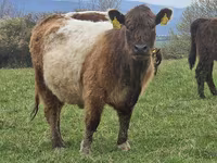 Kuh, Galloway-Rind — Foto 4