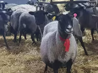 Ոչխար, Romanov sheep — լուսանկար 5