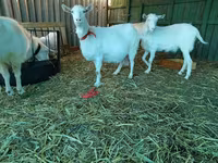 Էգ այծ, Saanen goat — լուսանկար 7