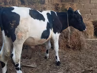 सांड, Russian Black pied cattle — फ़ोटो 3