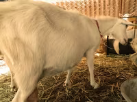 Այծեր (խումբ, սեռը նշված չէ), Pomellata goat — լուսանկար 7