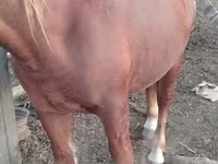 Horse (M), Russian Heavy Draft — photo 5