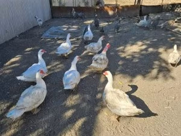 Domestic Muscovy