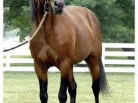 Ձի, Standardbred — լուսանկար 3