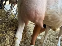 Cabra, Saanen goat — foto 8