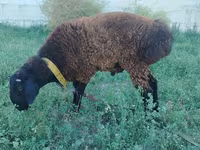 Кочкор, Кашкай койу — сүрөт 1