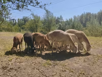 Խոյ, Afghan Arabi sheep — լուսանկար 3