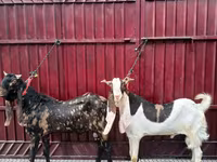 Cabro, Kamori goats — foto 2
