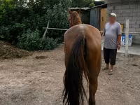 Бие, Canadian horse breed — 3-сурет