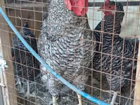 Chickens — الصورة 1