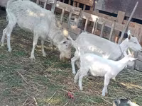 Էգ այծ, Dutch Landrace goats — լուսանկար 3