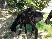 كبش, الأغنام — الصورة 1