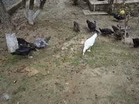 Ducks — Foto 2