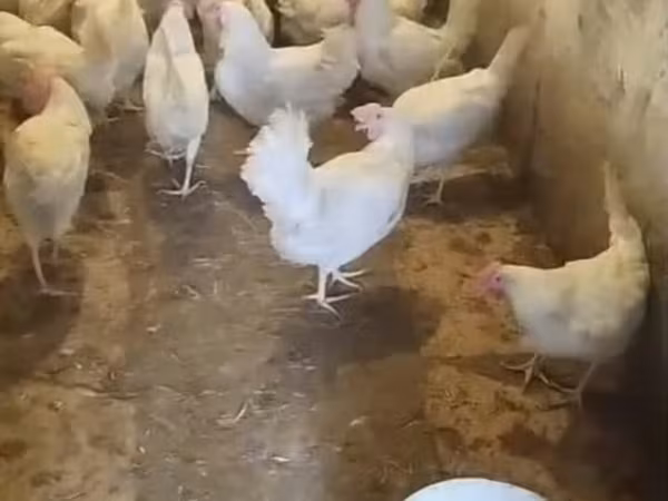 ليغهورن