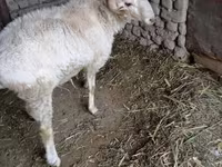 मेढ़ा, भेड़ — फ़ोटो 2