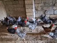 Chickens — الصورة 6