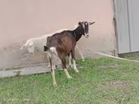 Էգ այծ, Alpine goat — լուսանկար 1