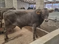 Bull, Aberdeen-Angus — photo 1