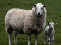 Widder, Suffolk sheep — Foto 5