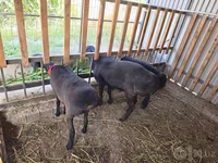 Widder, Hissar sheep — Foto 6