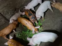 मादा सूअर, Дюрок — फ़ोटो 1