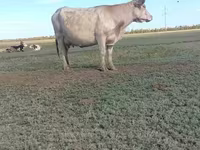 Cow, Kazakh White-headed cow — photo 2
