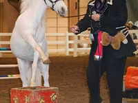 Էգ ձի, Miniature horse — լուսանկար 5