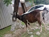 Էգ այծ, Alpine goat — լուսանկար 2