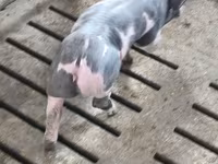 Eber, Schweine — Foto 4
