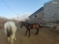 Ձի, Ձիեր — լուսանկար 3