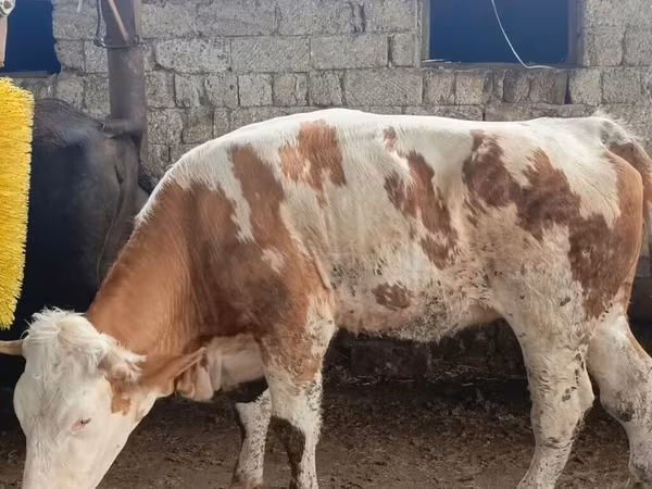 Vaca, Simmental cattle