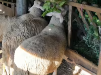 Widder, Baerchuke sheep — Foto 3