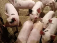 Sow, Pigs — photo 4