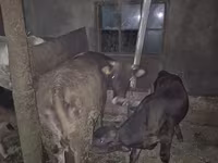Կով, Խոշոր եղջերավոր — լուսանկար 3