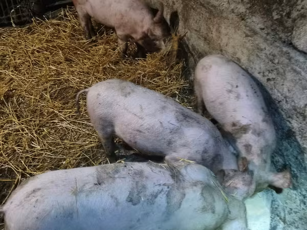 Eber, Schweine