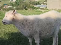 Էգ այծ, Russian White goat — լուսանկար 5