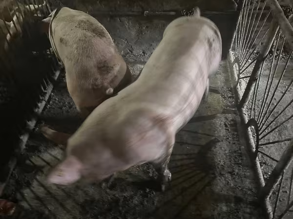 Eber, Schweine