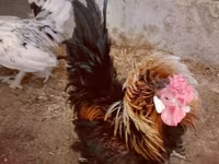 Chickens — photo 1