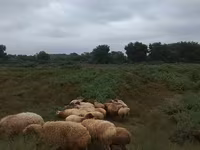 Sheep (batch, sex not specified), Sheep — photo 5