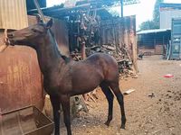Айғыр, French Trotter — 1-сурет