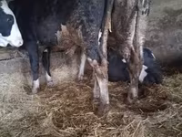 Ցուլ, Russian Black pied cattle — լուսանկար 4