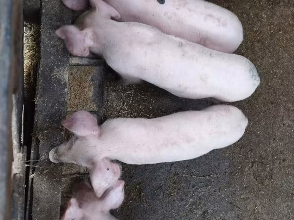 नर सूअर, सूअर
