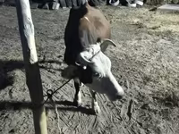 Cow, Latvian Blue cattle — photo 3