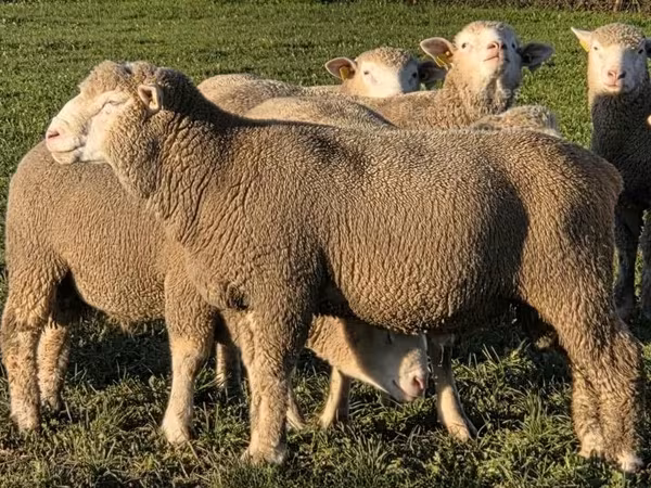 Խոյ, Ile-de-France sheep